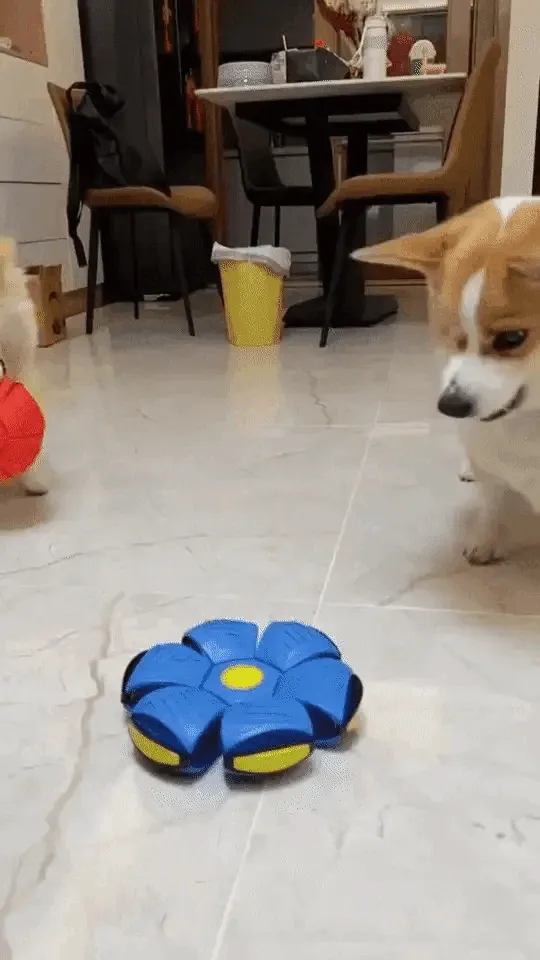 Dog Playing with Toy