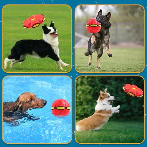 Outdoor Play with Toy
