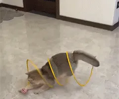Spiral Tunnel Cat Toy