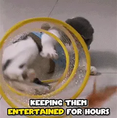 Cat Playing with Tunnel Toy