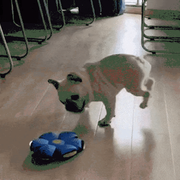 Auto-Returning Ball Toy
