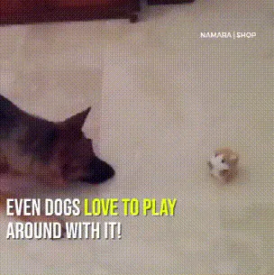 Hamster Talking