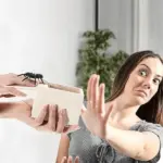 Surprise Jumping Spider Gift - Image 3