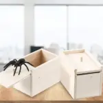 Surprise Jumping Spider Gift - Image 5