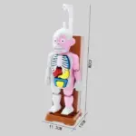 Mannequin Eject Educational Toy - Image 11
